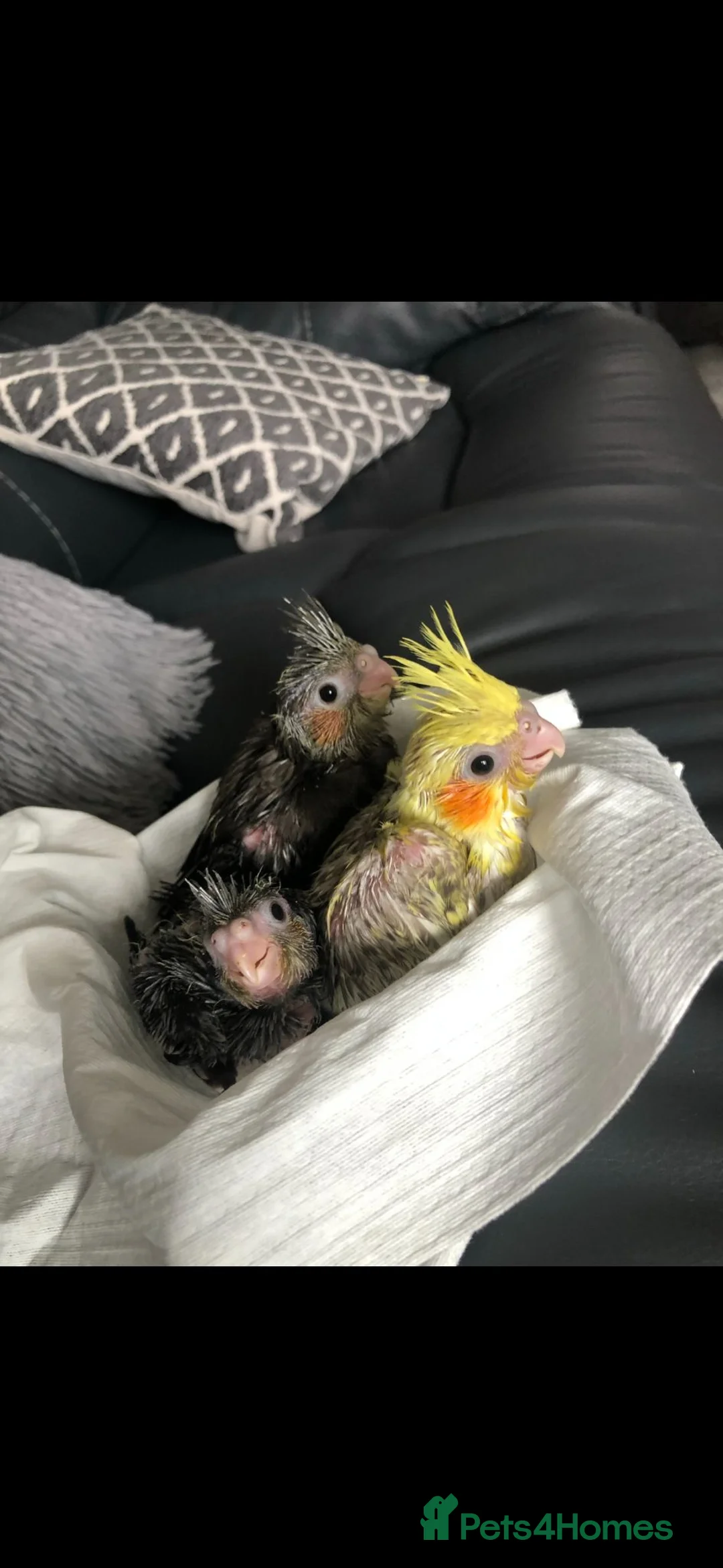 Cockatiels birds for sale: Baby Cockatiels Ready Mid July - Advert 1