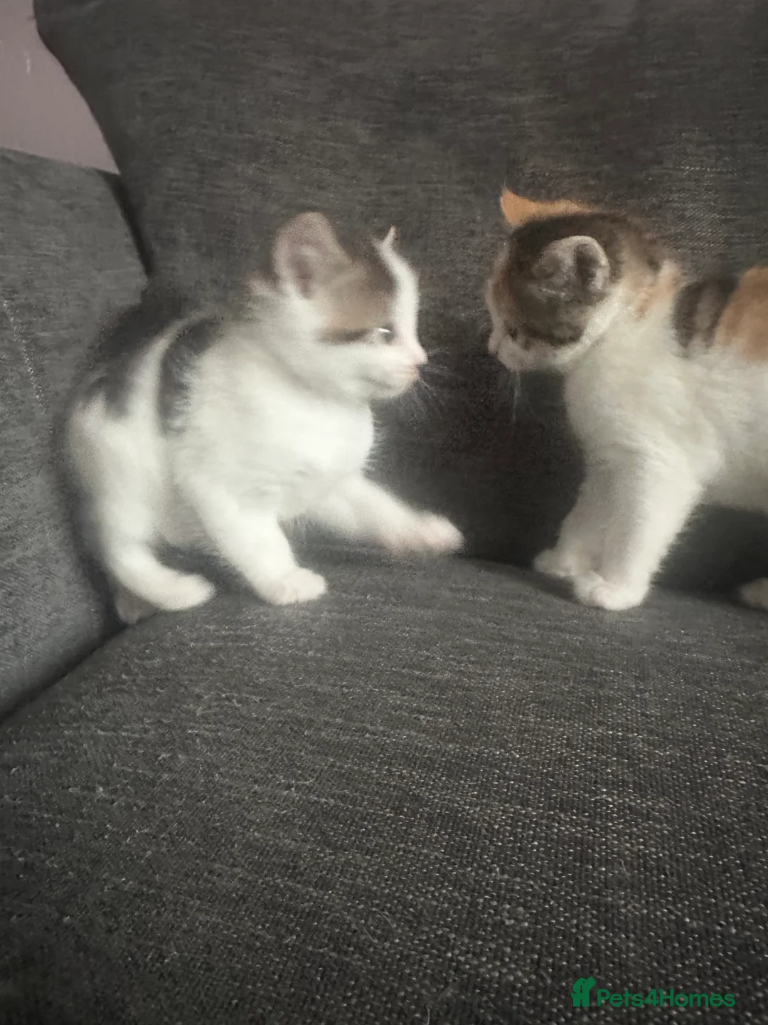 Mixed Breed cats for sale: Two Friendly Colourful Kittens - Advert 1
