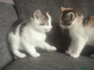 Mixed Breed cats Two Friendly Colourful Kittens - Advert 2