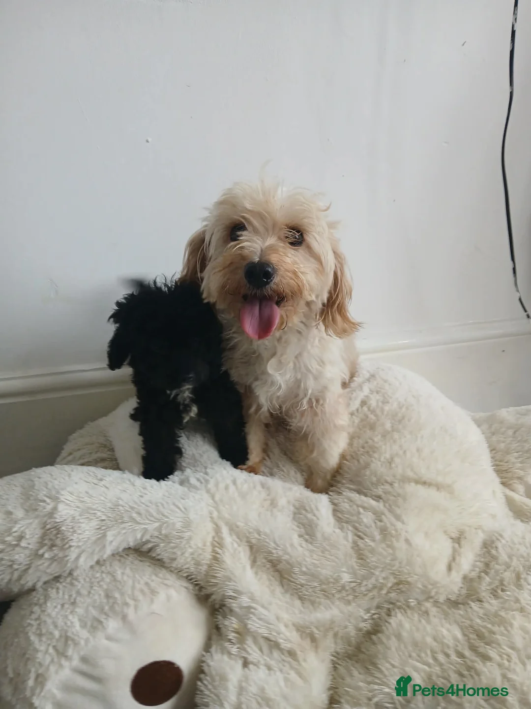 Cavapoo dogs for sale: Gorgeous puppies  - Advert 17