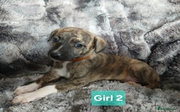 Whippet dogs for sale: Stunningly Beautiful Whippet Puppies. - Image 5