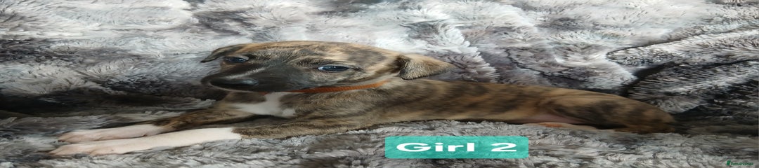 Whippet Puppy 3