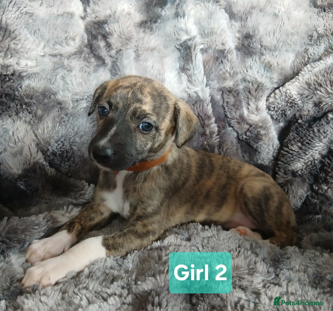 Whippet dogs for sale: Stunningly Beautiful Whippet Puppies. - Image 5