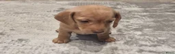 Dachshund dogs for sale: Ready Now, amazing colours - Advert 11