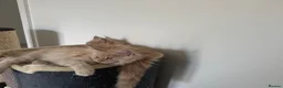 Maine Coon cats for sale: Beautiful Maine Coon kittens for sale. Two boys.🦁 - Advert 11