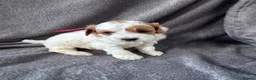 Cavapoo dogs for sale: Available TODAY ❤️ F1b Cavapoo Puppies  - Advert 31