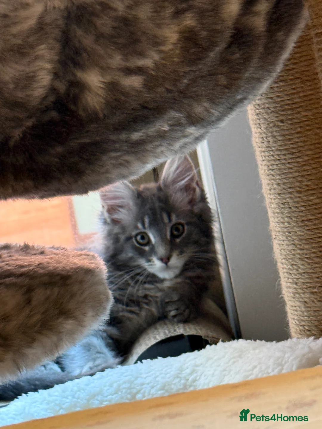 Maine Coon cats for sale: 3-month-old pure Maine Coon Girl ready to go - Advert 19