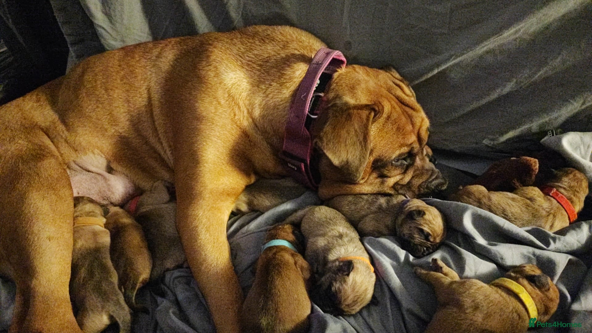 Mixed Breed dogs Dogue de Bordeaux cross presa canario  - Advert 16