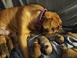 Mixed Breed dogs Dogue de Bordeaux cross presa canario - Advert 4