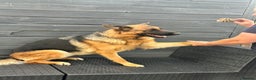 German Shepherd dogs for sale: Top Quality trained Guard Dog GSD female puppy - Advert 4
