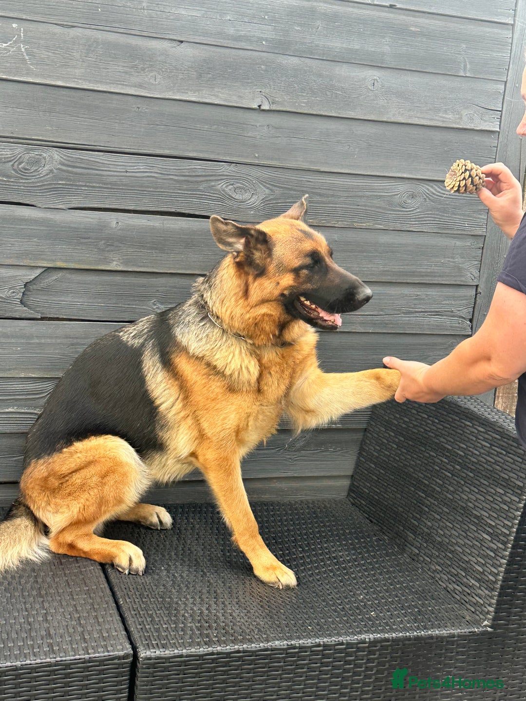 German Shepherd dogs for sale: Top Quality German Shepherd Short hair Bitch puppy - Image 4