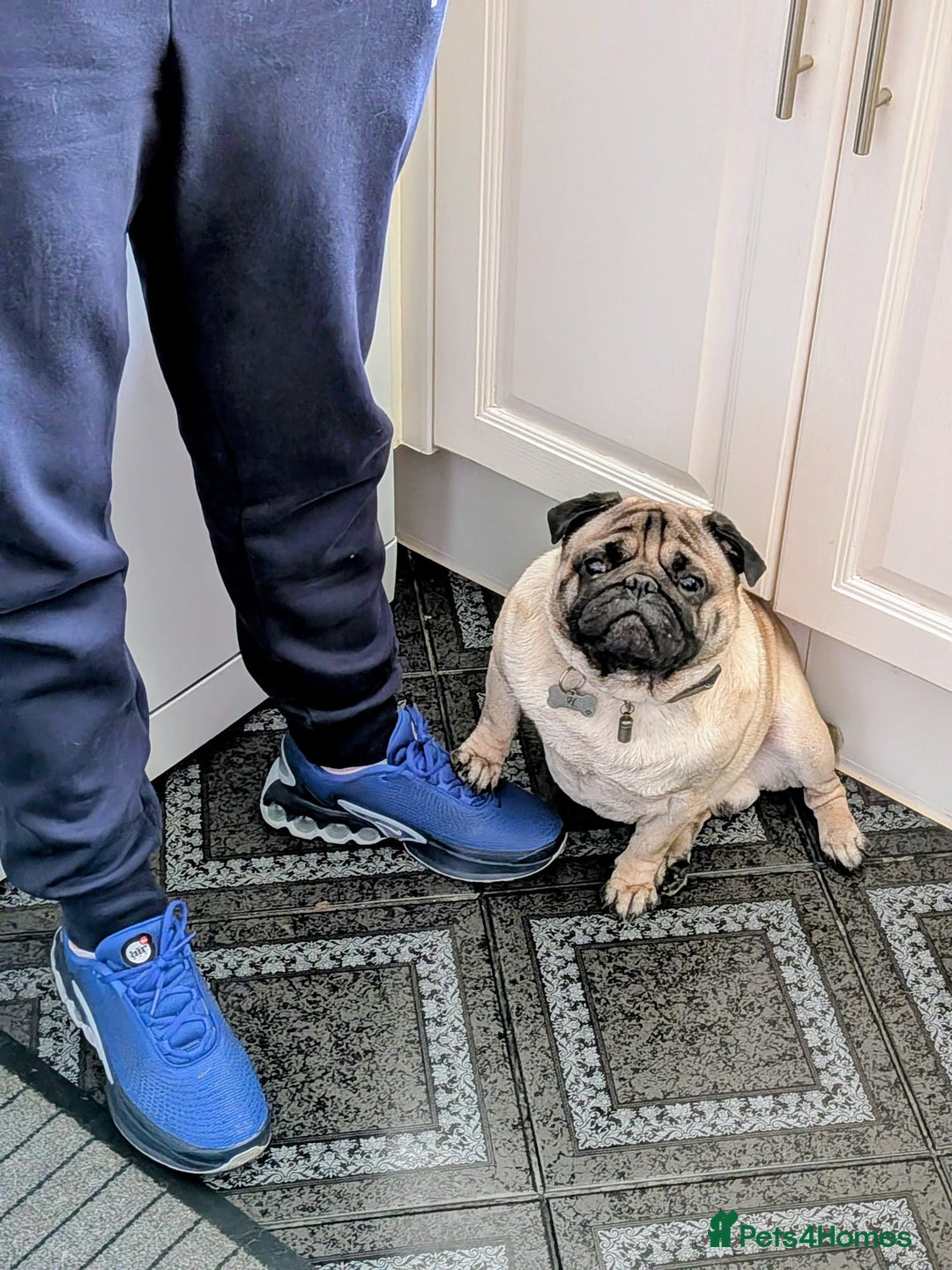 Pug dogs for sale: Beautiful male pug 💙🩵 - Advert 5