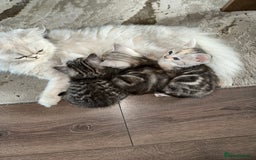 Persian cats for sale: Beautiful kittens ready for forever homes  - Image 1