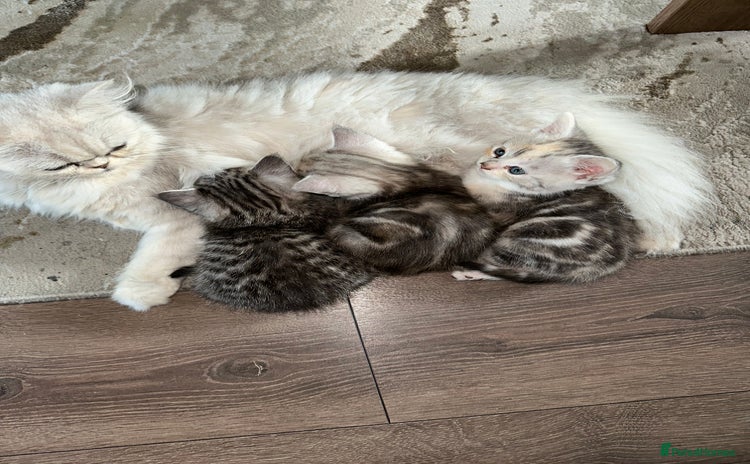 Persian cats - Advert 4
