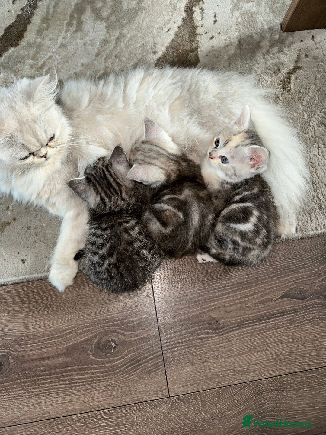 Persian cats for sale: Beautiful kittens ready for forever homes  - Image 1