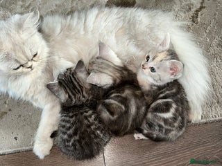 Persian cats - Advert 32