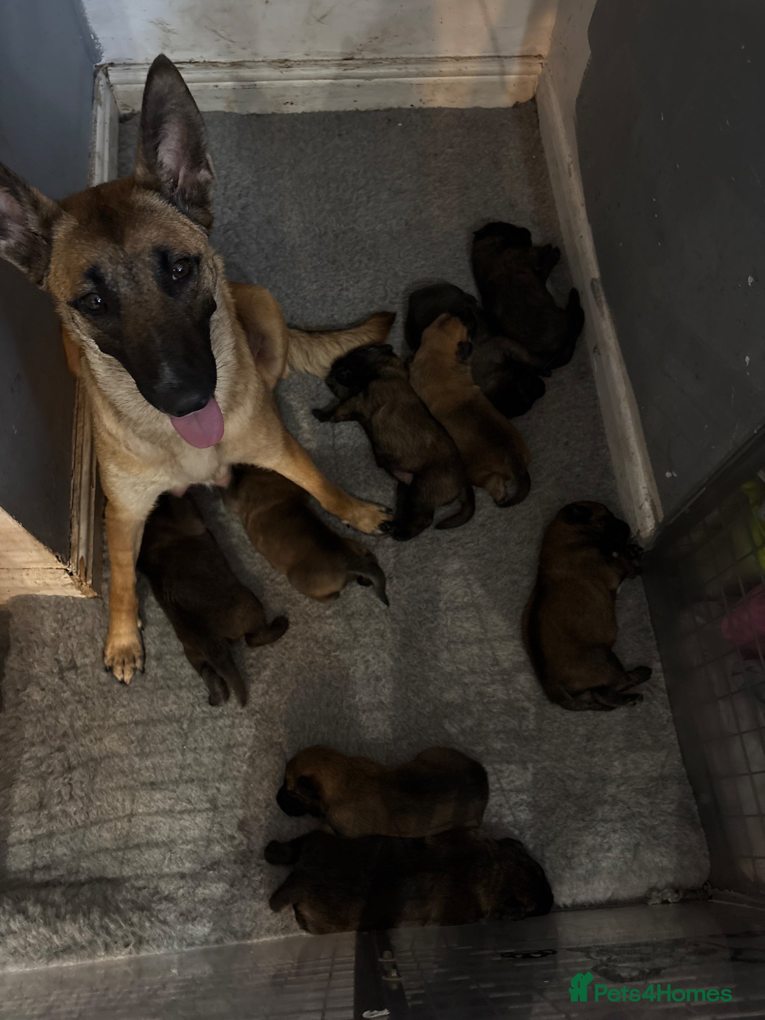 Belgian Shepherd Dog dogs for sale: Belgain Mali pups  in Grimsby - Advert 2