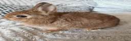 Netherland Dwarf rabbits for sale: Beautiful Netherland dwarfs babys  - Advert 1