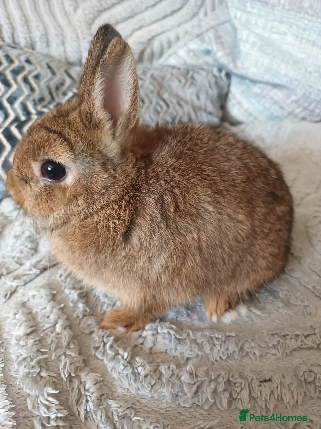 Netherland Dwarf rabbits for sale: Beautiful Netherland dwarfs babys  - Advert 1
