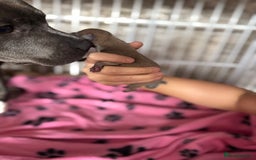 Staffordshire Bull Terrier dogs for sale: Staffordshire Bull Terrier Puppies - Image 10