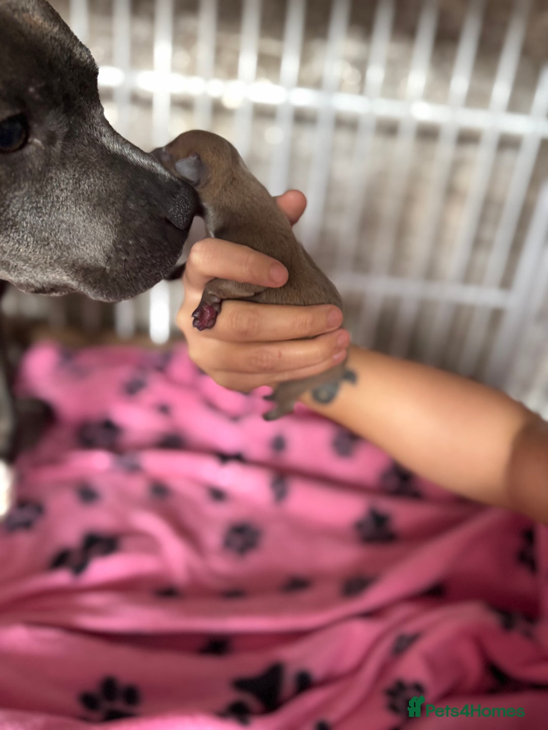 Staffordshire Bull Terrier dogs for sale: Staffordshire Bull Terrier Puppies - Image 10