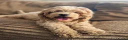 Cockapoo dogs for sale: 💫Show type f1b cockapoo💫 - Advert 32