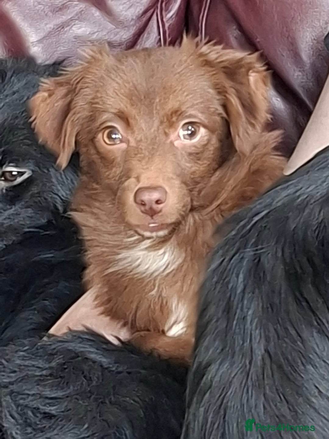 Mixed Breed dogs for adoption: Autumn - North Walsham Norfolk  - Advert 5