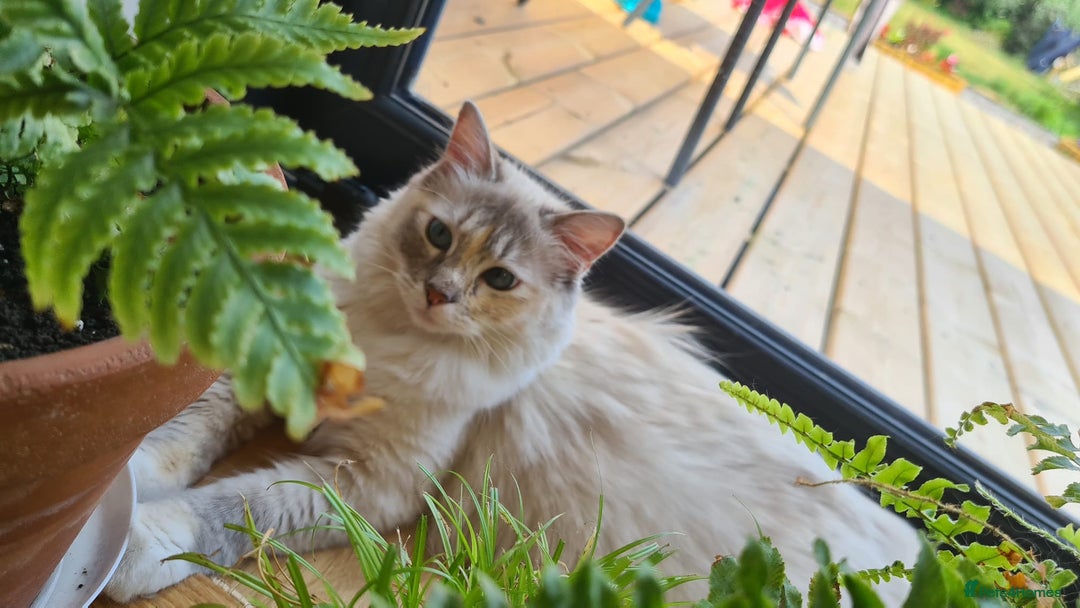 Ragdoll cats for sale: Stunning pure ragdoll kittens - Advert 2