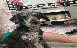 Poodle dogs for stud: Boy merle miniature poodle for stud  - Image 3