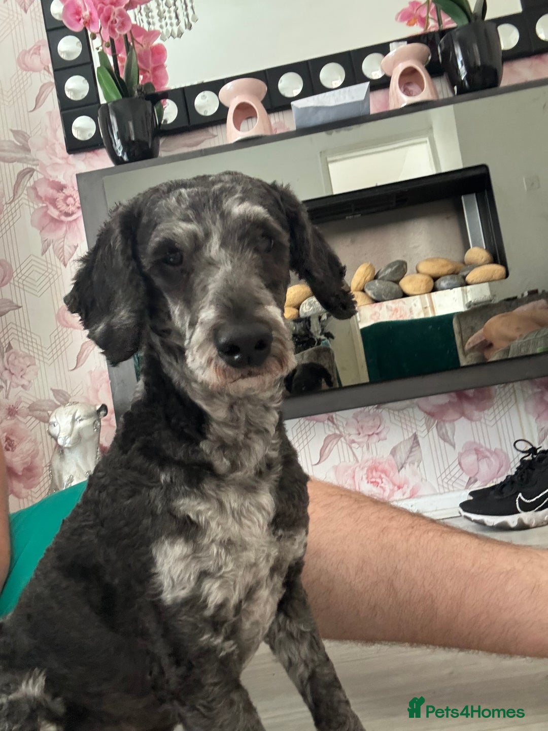 Poodle dogs for stud: Boy merle miniature poodle for stud  - Image 3