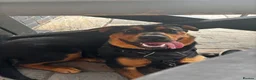 Mixed Breed dogs for sale: ❤️Beautiful Rottweiler/Malinos Female❤️ in Nottingham - Advert 9