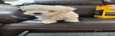 Maltese Puppy 3