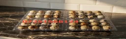 Quail poultry for sale: 12 fertile Jumbo coturnix Quail Hatching Eggs  in Worcester Park - Advert 1
