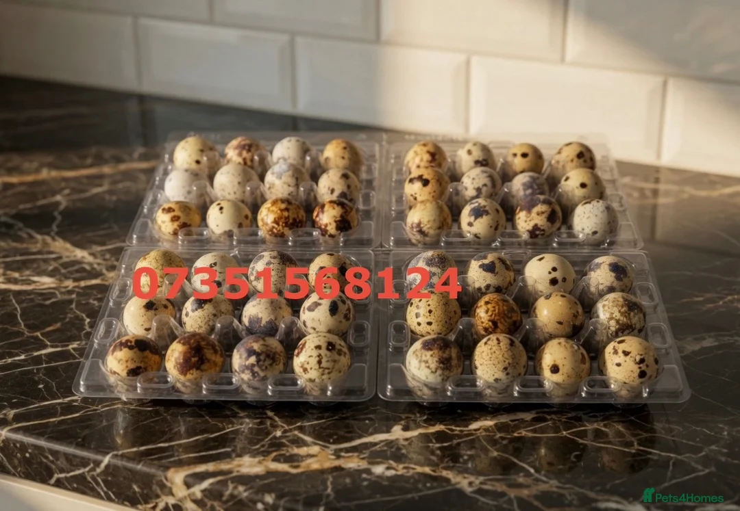 Quail poultry for sale: 12 fertile Jumbo coturnix Quail Hatching Eggs  in Worcester Park - Advert 1