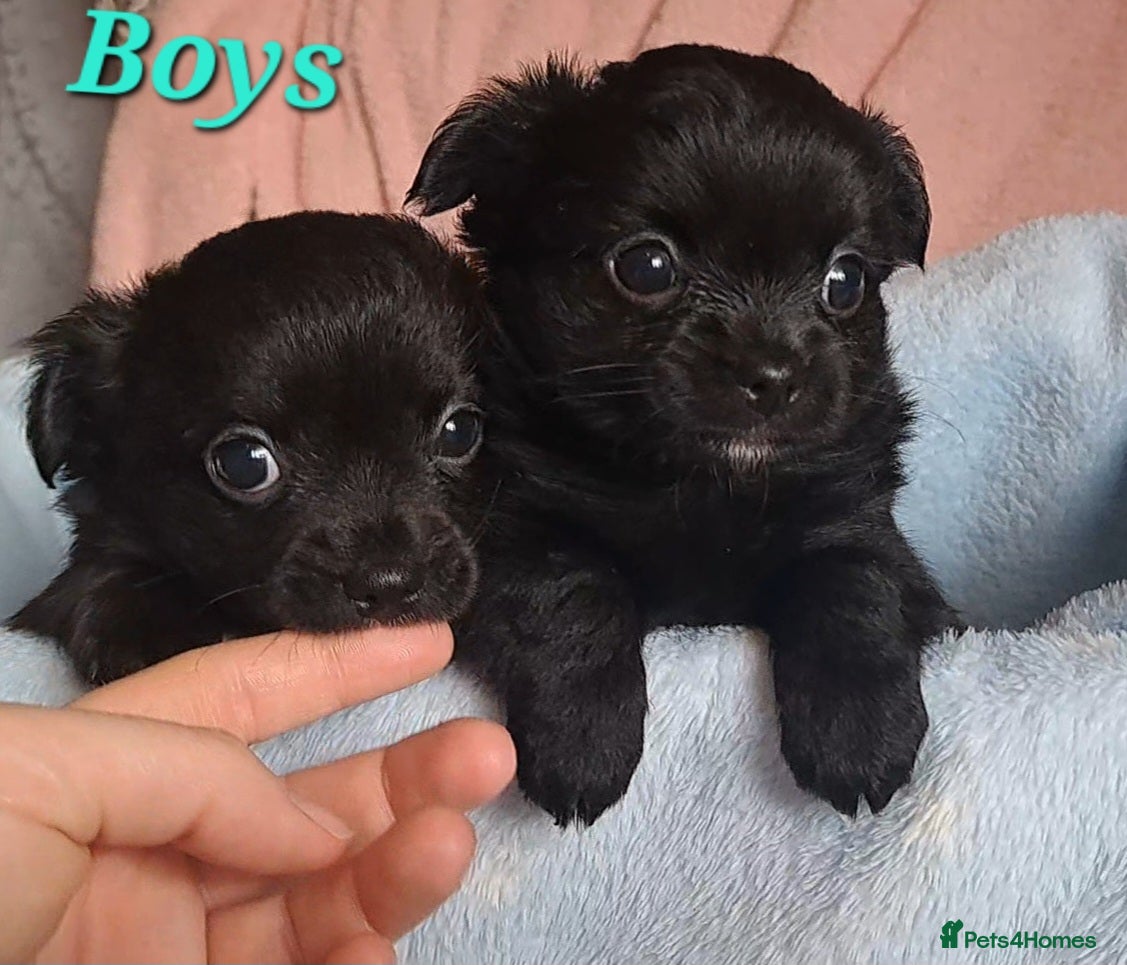 Chihuahua dogs Long Coat Chihuahua puppies for sale - Advert 4