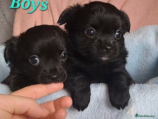 Chihuahua dogs Long Coat Chihuahua puppies for sale - Advert 3