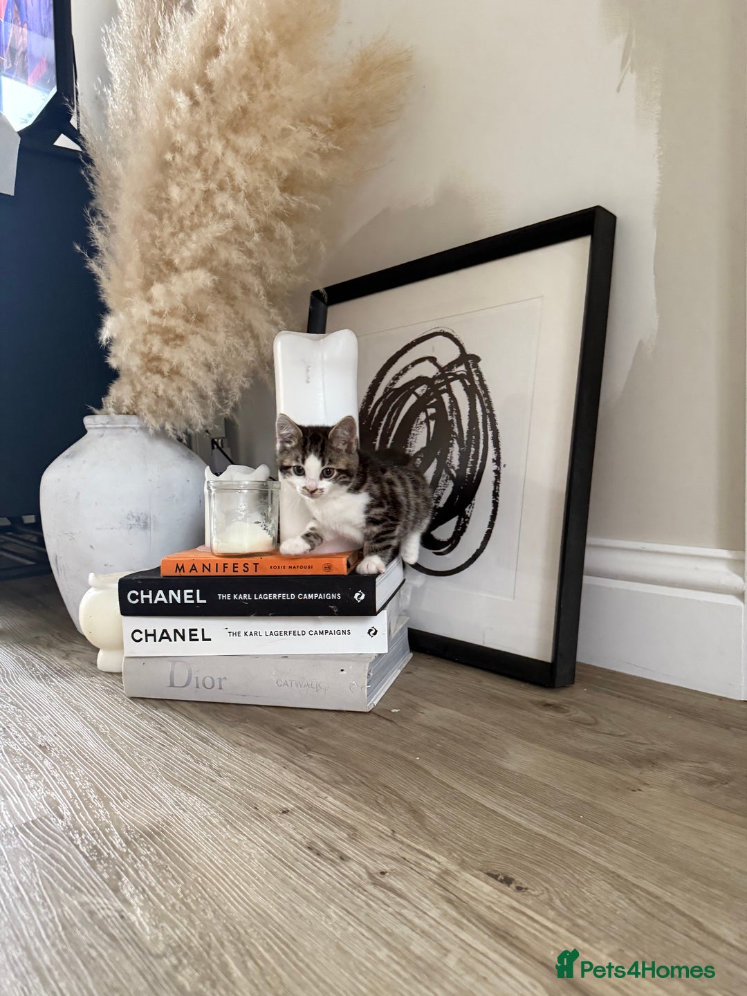 Bengal cats for sale: Bengal x Kittens - Image 6