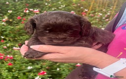 Cocker Spaniel dogs for sale: Beautiful KC English cocker spaniel pups - Image 5