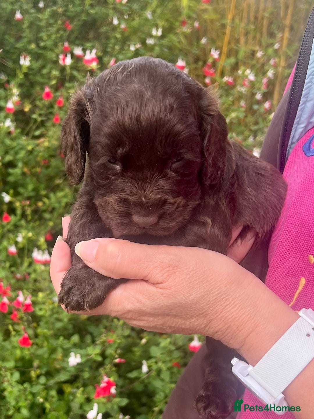 Cocker Spaniel dogs for sale: Beautiful KC English cocker spaniel pups - Image 5