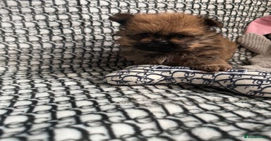 Mixed Breed dogs - Advert 4