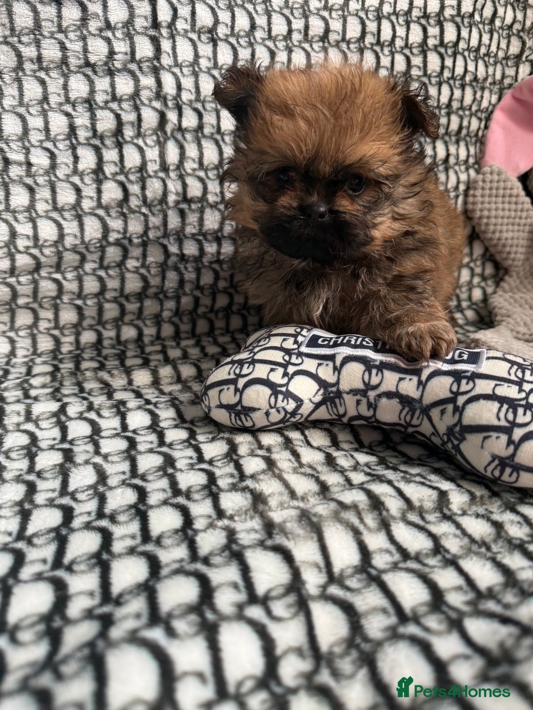 Mixed Breed dogs for sale: RARE  Shipom /pomshi Pomeranian and Shihtzu cross  - Image 3