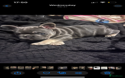 French Bulldog dogs for sale: Beautiful French bulldogs 🐶   - Image 19