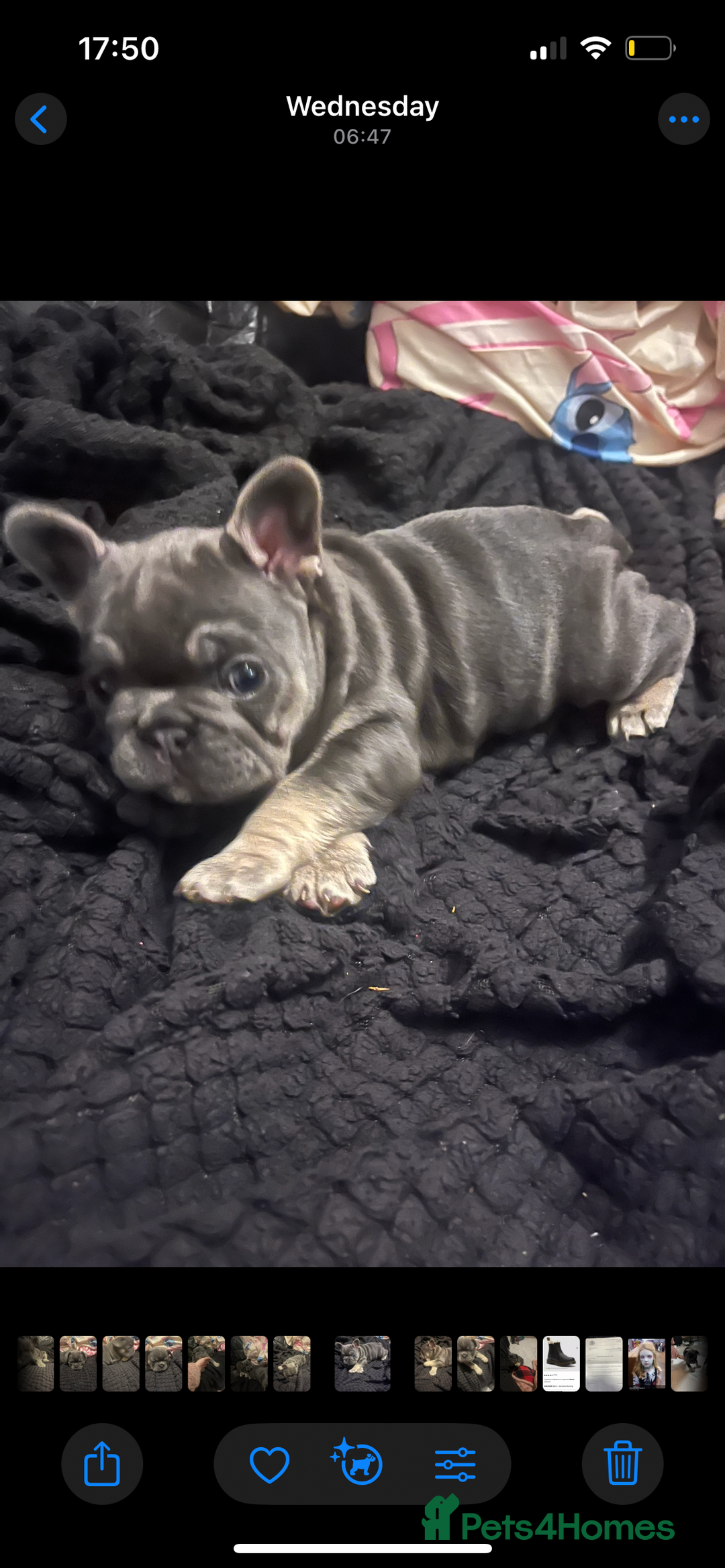 French Bulldog dogs for sale: Beautiful French bulldogs 🐶   - Image 19
