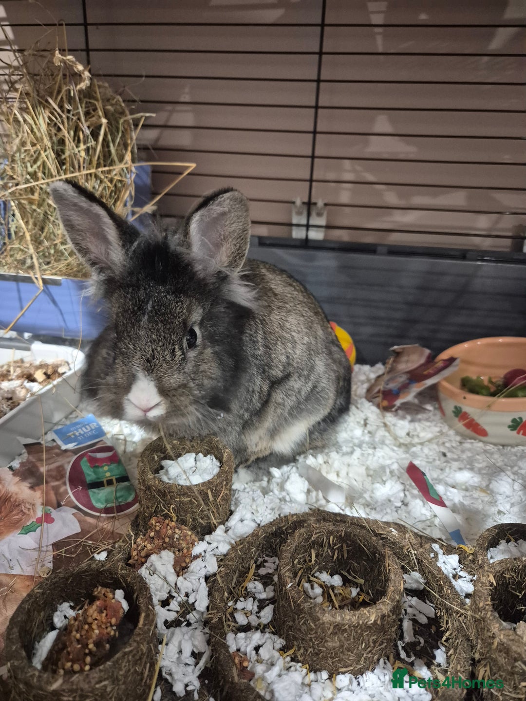 Netherland Dwarf rabbits for sale: Willow needs a new home  - Advert 2