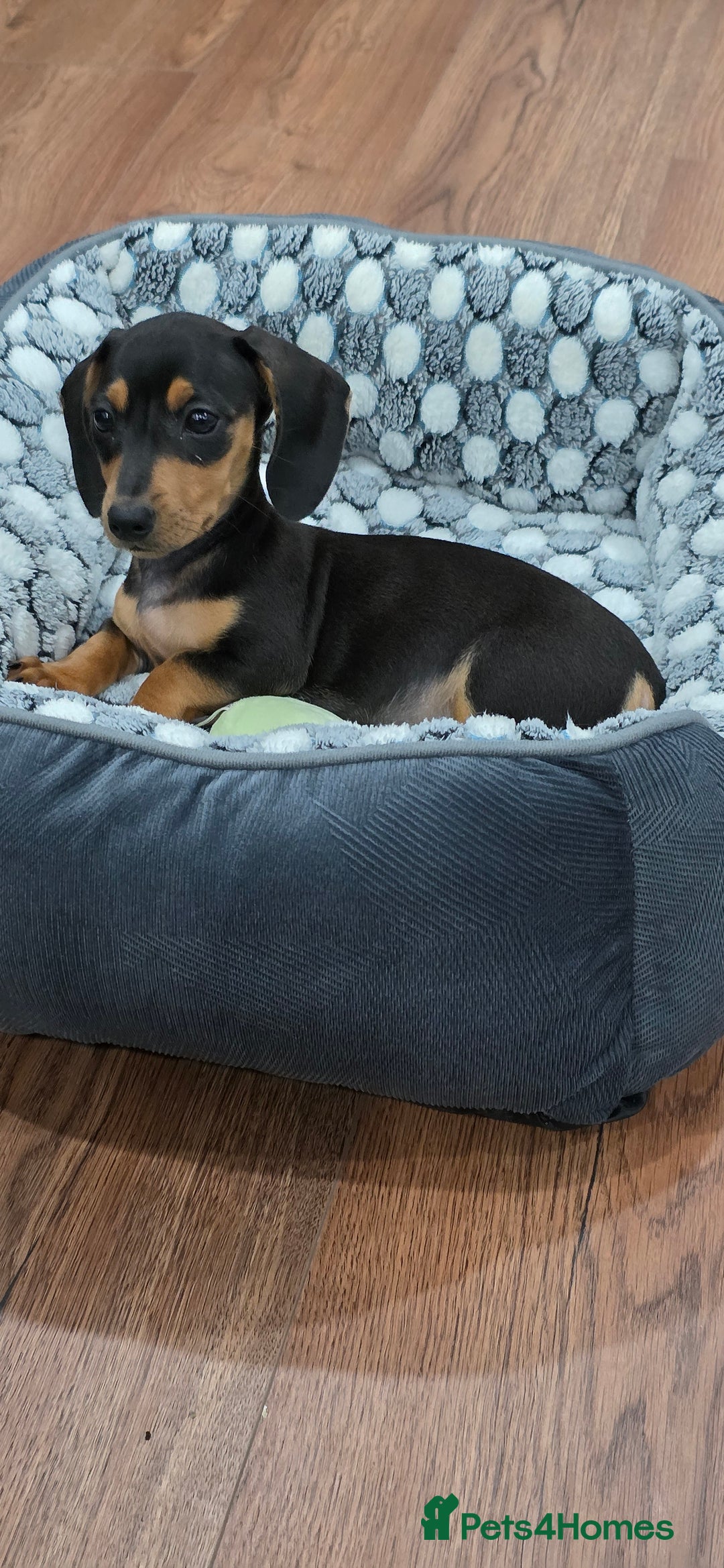 Dachshund dogs for sale: Dachshund puppy Male - Image 3