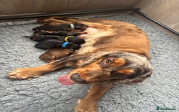 Cocker Spaniel dogs for sale: KC & HEALTH TESTED CHOC SABLE PUPS - Image 2