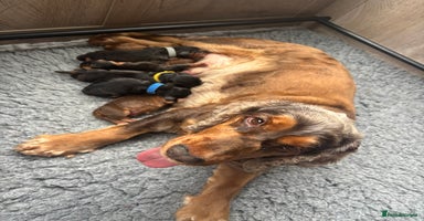 Cocker Spaniel dogs - Advert 13