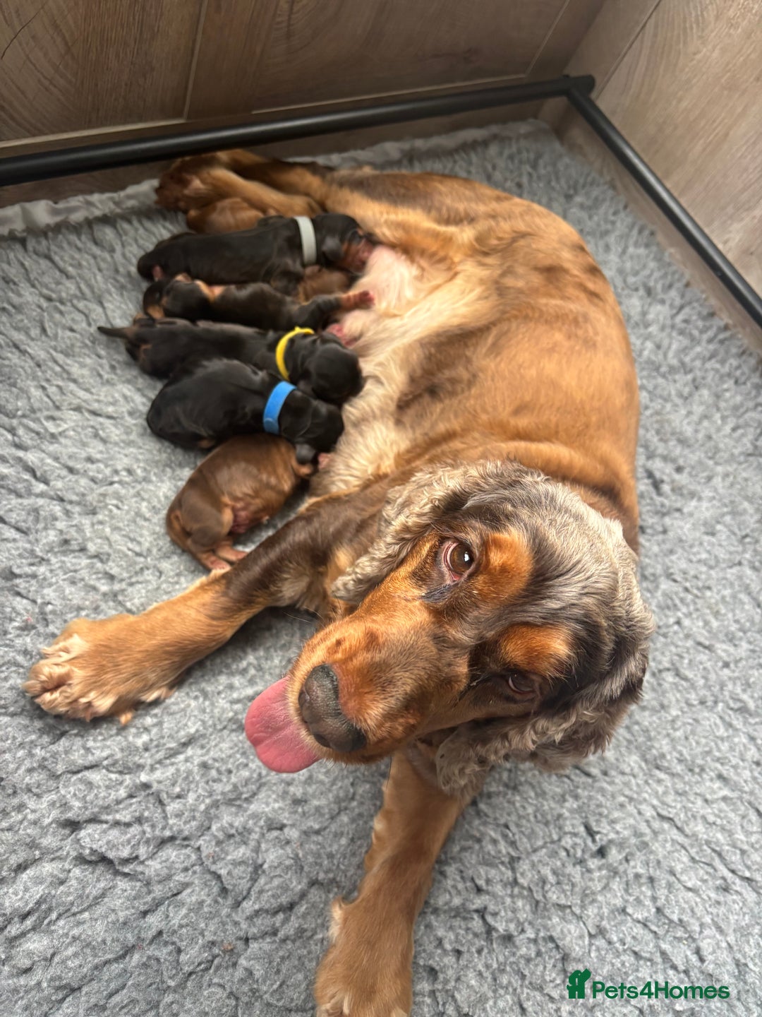 Cocker Spaniel dogs for sale: KC & HEALTH TESTED CHOC SABLE PUPS - Image 2