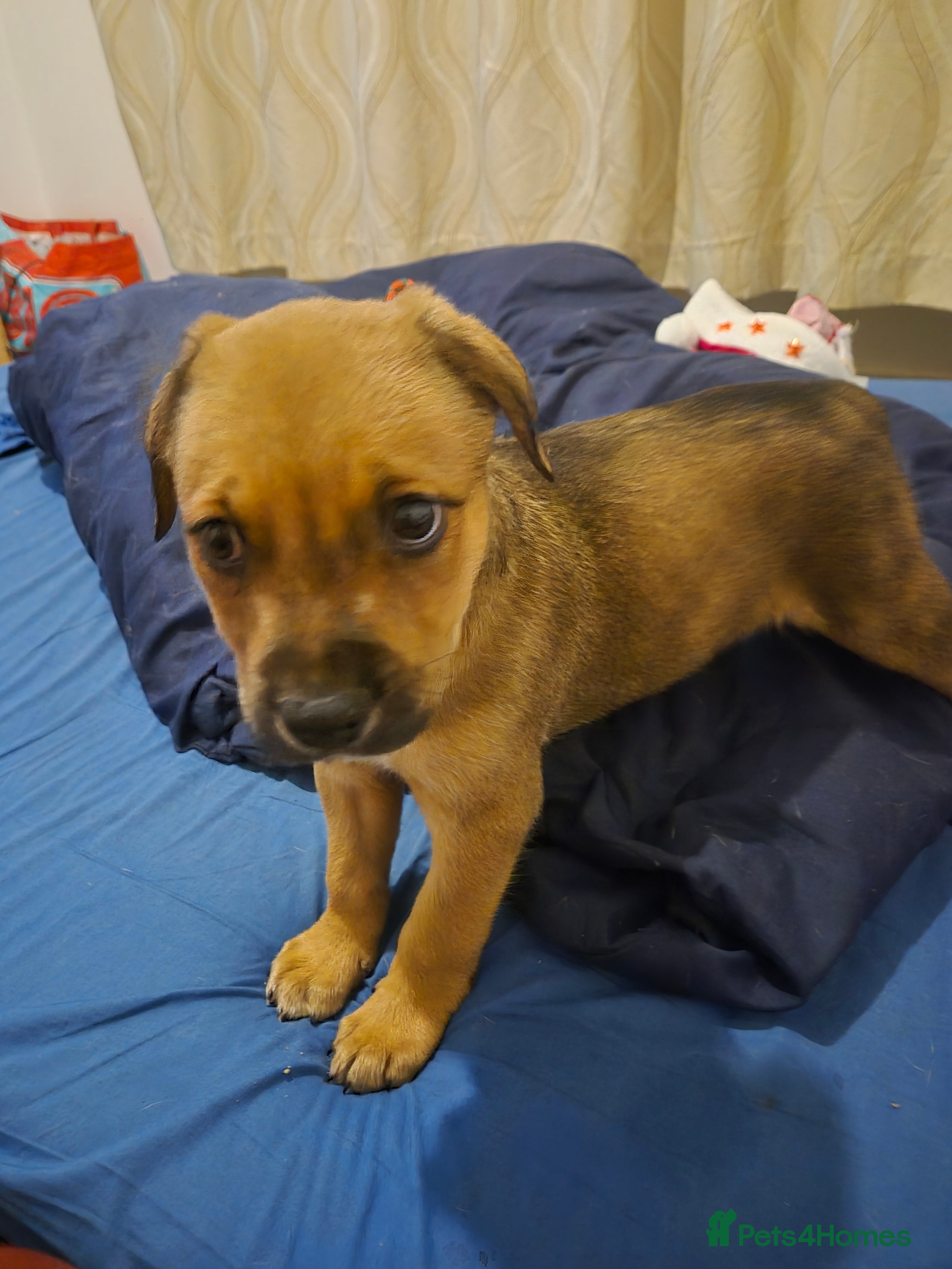 Mixed Breed dogs Staffy X Rottweiler  - Advert 2