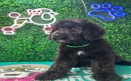 Saint Bernard dogs for sale: *Reduced* F1 St Berdoodle  - Image 31